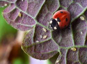 Biological Pest Control Companies